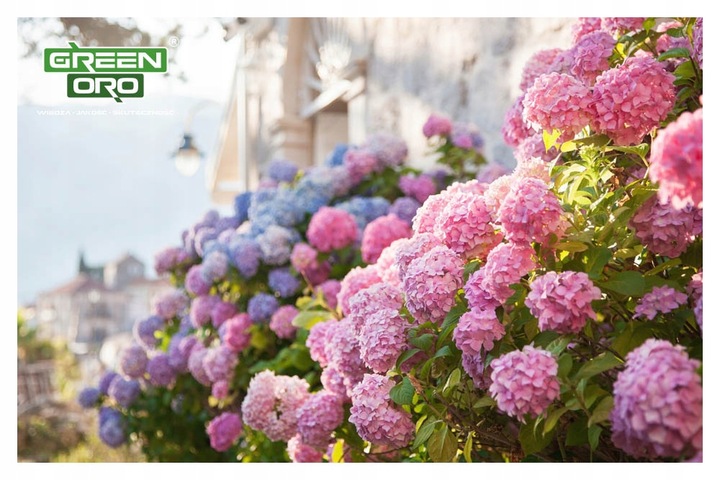 Nawóz do Hortensji Rododendronów Borówki Azalii Magnolii 5kg 100 dni