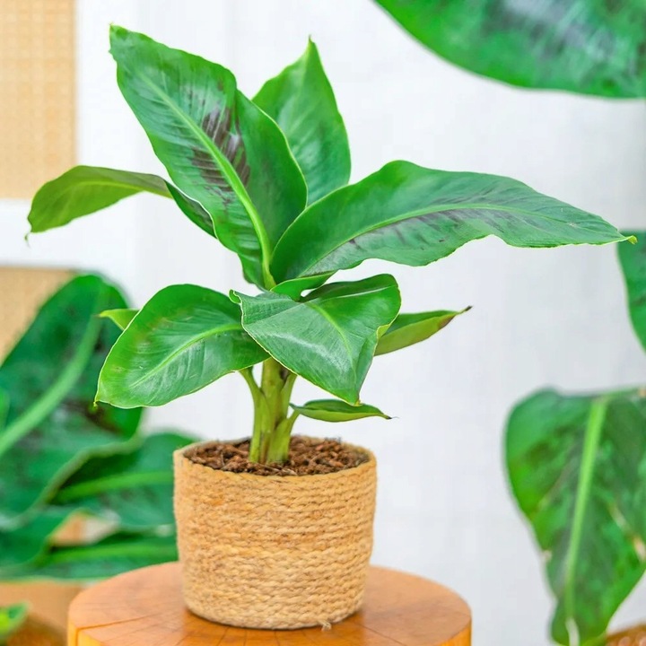 Musa acuminata Bananowiec - EGZOTYCZNY BANAN W DOMU - Duże Liście