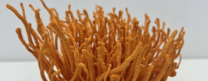 Maczużnik bojowy Cordyceps militaris substrat do uprawy grzybów