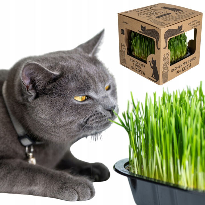2x EKO Trawka Dla Kota Trawa Odkłaczająca Przysmak EKOLOGICZNA WYROŚNIĘTA