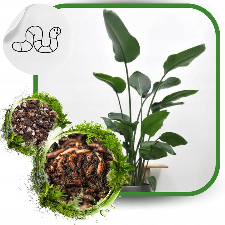 Ziemia do Strelicji i helikonii BIO Bigos Podłoże Premium 10L