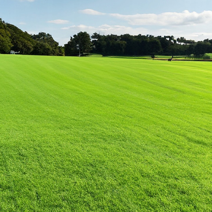 Trawa Samonawożąca 5KG Z MIKROKONICZYNĄ Koniczyna Odporna na suszę 200m2