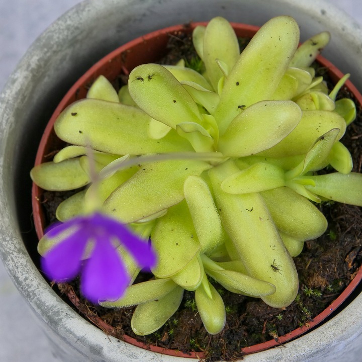 Pinguicula Tłustosz "TINA" idealny na ziemiórki, muszki owocówki itp.