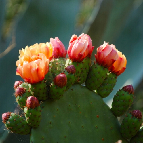 BIO Olej z Opuncji Premium - Odmładzanie Skóry Anti-Aging (pompka) 30ml