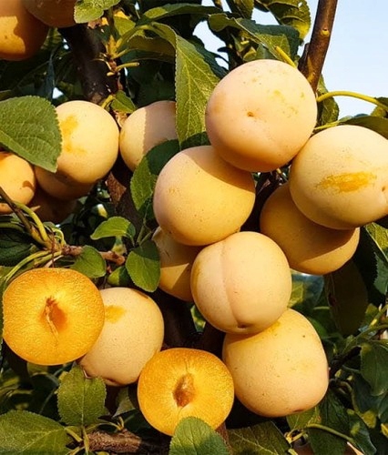 Śliwa RENKLODA ULENA POPULARNA Sadzonka z gołym korzeniem DUŻE JĘDRNE