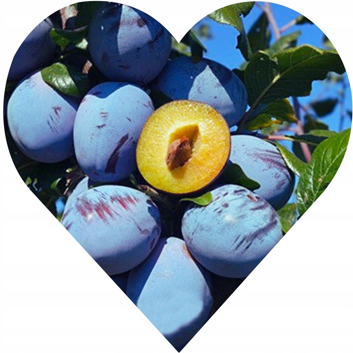 Śliwa WĘGIERKA DĄBROWICKA Twoja działka zasługuje na VIP-a wśród