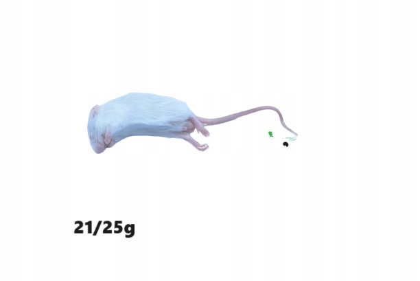 Myszy mrożone 1 Kg - 16/35g