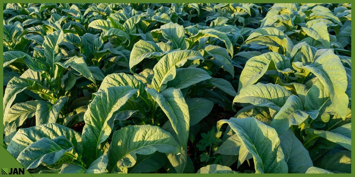 Drut Do Siatki Leśnej fi 1,4mm Zwój 40m Zastosowanie Uniwersalne Ocynkowany