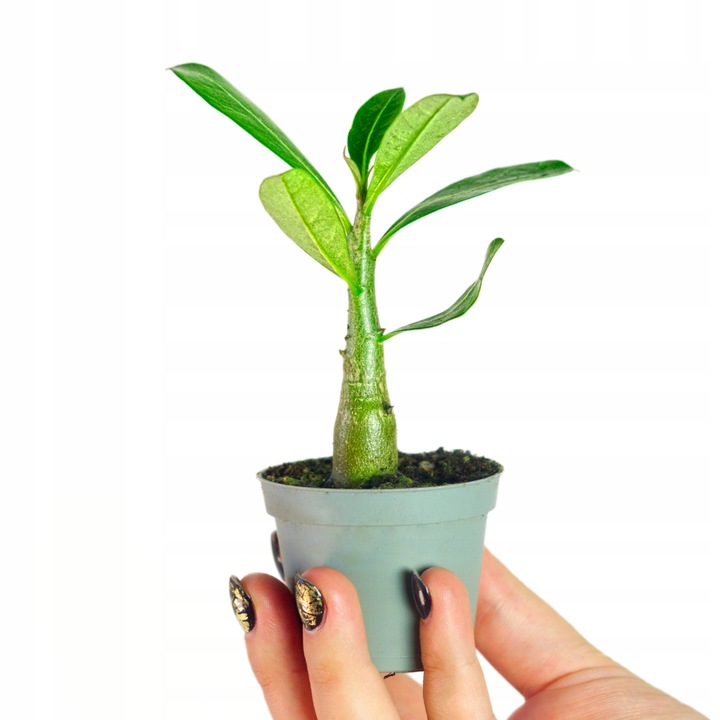 Róża pustyni ADENIUM OBESUM uroczy baobab Adenium opasłe MALUCH