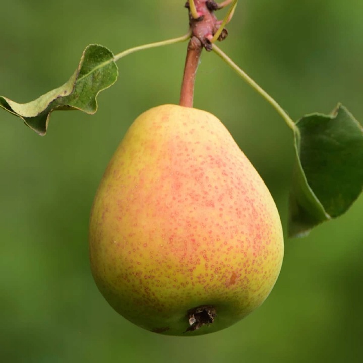 SADZONKI DRZEWKA OWOCOWE GRUSZA KLAPSA FAWORYTKA GIGANTYCZNE OWOCE