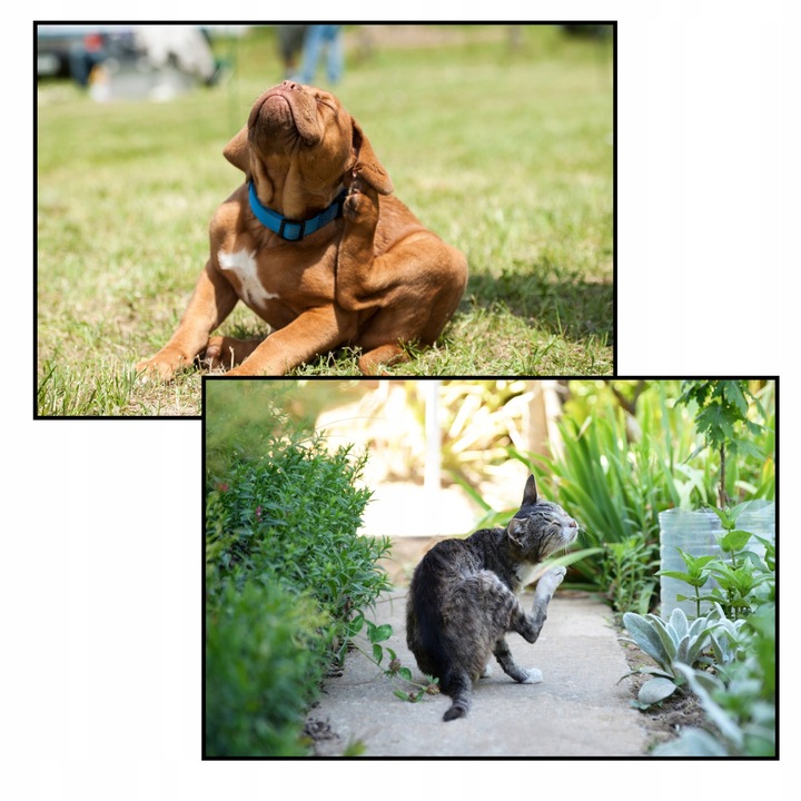 KROPLE na PCHŁY i KLESZCZE dla PSA I KOTA 2ml x 6