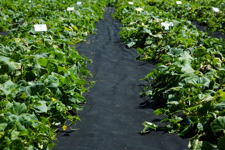 AGROWŁÓKNINA UV P-100G/M2 1,6x15m CZARNA GRUBA!!!