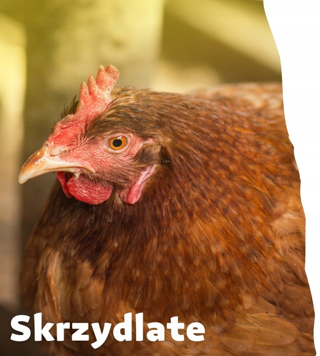 Susz z lucerny dla kur niosek drobiu 5 kg LUCERNA MĄCZKA OD SKRZYDLATE