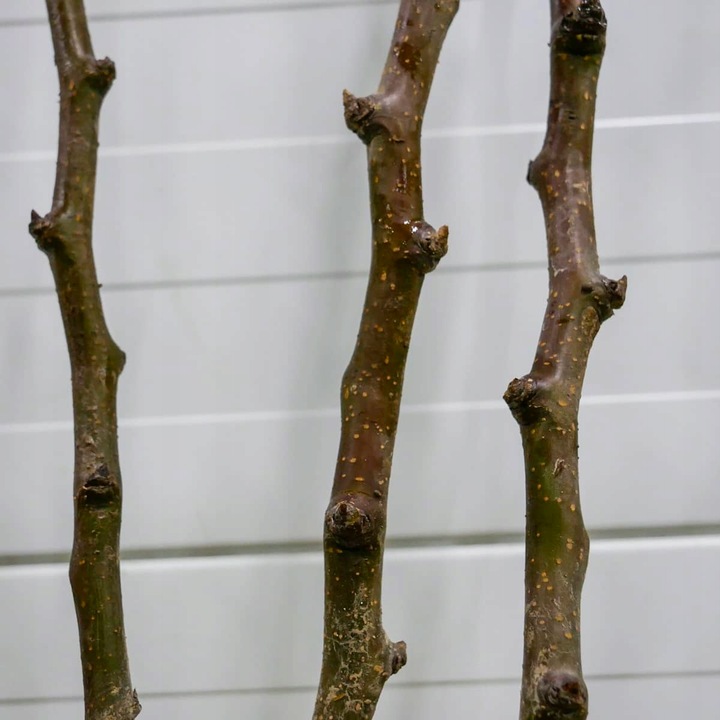 SADZONKI DRZEWKA OWOCOWE GRUSZA KLAPSA FAWORYTKA GIGANTYCZNE OWOCE