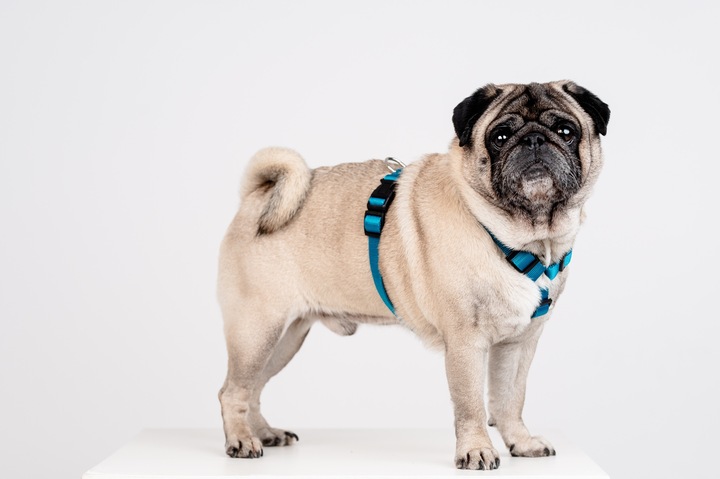 Lekkie Szelki dla Dużego Psa GUARD Bezuciskowe Regulowane Solidne Mocne r.L