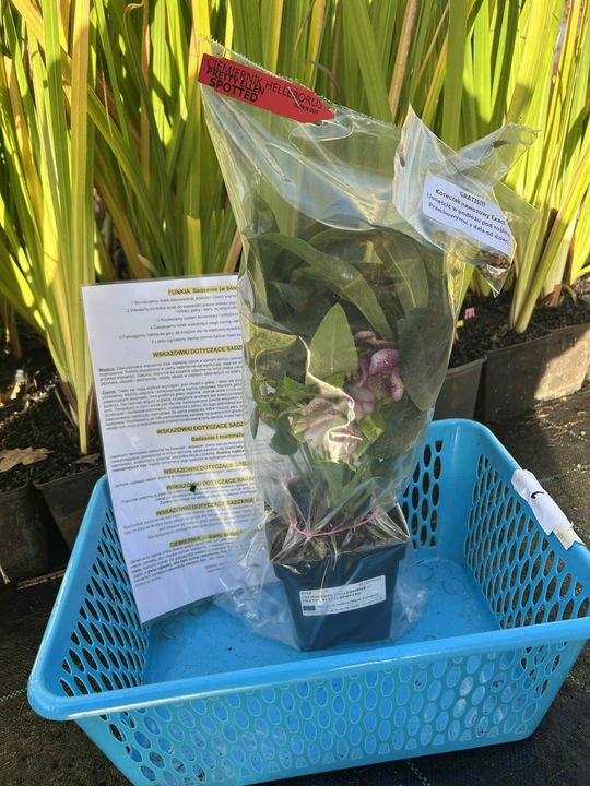 CIEMIERNIK HELLEBORUS DOUBLE ELLEN PICOTEE sadzonka 2 letnia doniczka