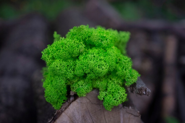 MECH + ODŻYWKA Chrobotek 500 0.5kg CZYSTY ZIELONY BOX + ODŻYWKA GRATIS