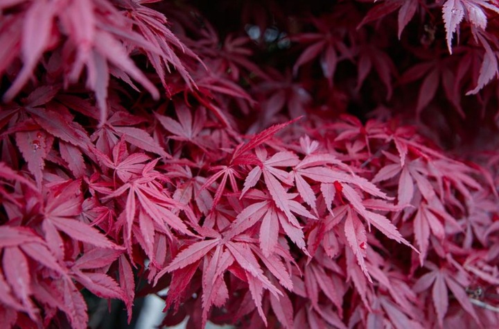 Klon Palmowy ATROPURPUREUM Sadzonka 1L