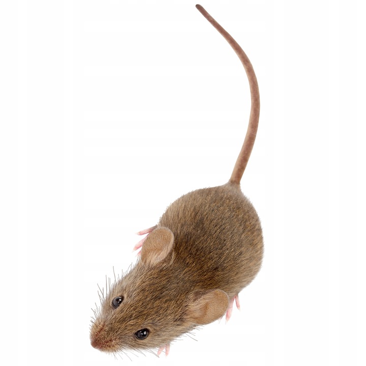 BROS DUŻY Lep na myszy i szczury, pułapka lepowa 6 SZTUK