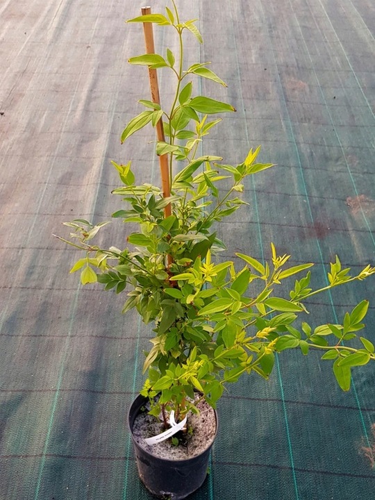 JAŚMIN STEFANA - CUDOWNIE PACHNĄCE PNĄCZE - 3 LETNIA SADZONKA 40-50CM