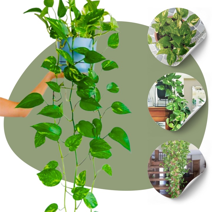 Epipremnum Aureum ZŁOCISTE Przebarwienia PNĄCZE Łatwa Uprawa Sercowate