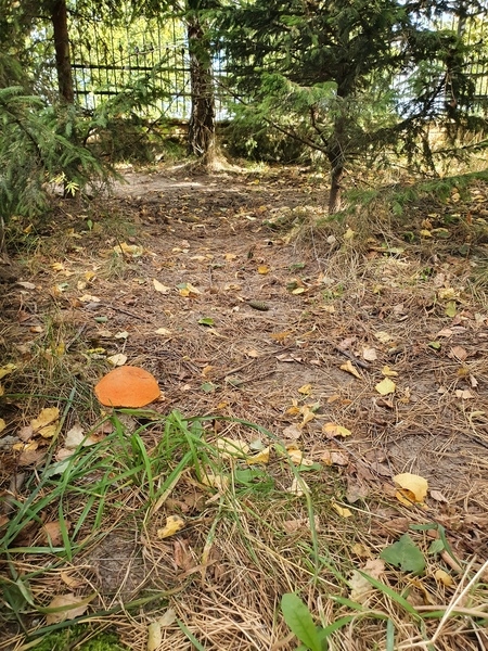 KOŹLARZ CZERWONY zagęszczona żywa grzybnia