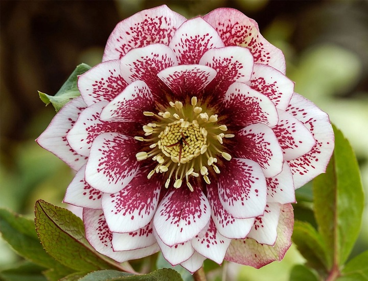 CIEMIERNIK DOUBLE ELLEN WHITE SPOTTED - NAKRAPIANY, SADZONKA P11/1 LITR