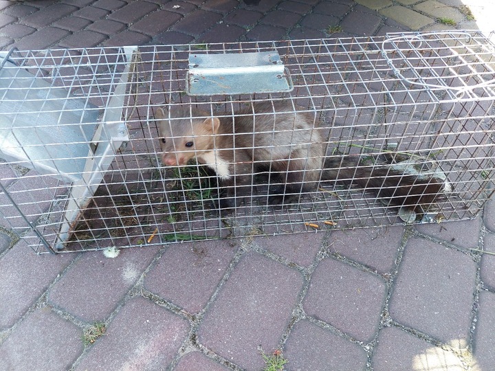 ŻYWOŁAPKA, PUŁAPKA, NA SZCZURY, KUNY, NORKI, TCHÓRZE, KOTY, ŁAPKA