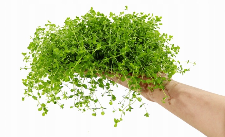 Micranthemum Monte Carlo Dywan 16x11