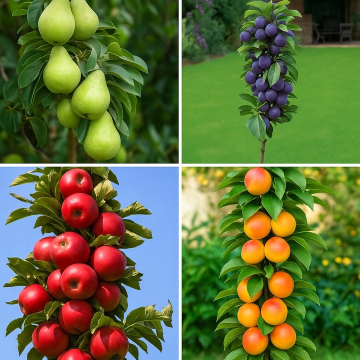 Zestaw DRZEWEK KOLUMNOWYCH Grusza Jabłoń Śliwa Morela DRZEWKA OWOCOWE