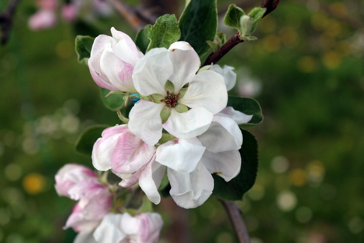 JABŁOŃ PAPIERÓWKA - NAJWCZEŚNIEJSZE- KARŁOWA !!!