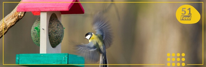 KULE TŁUSZCZOWE DLA PTAKÓW KARMA POKARM ZE SŁONECZNIK ZIARNO 30 SZTUK