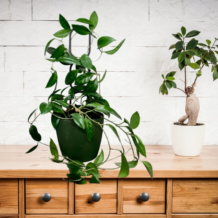 Podpora do Roślin Pnączy Podpórka Kwiatów Pnących Pergola Drabinka L