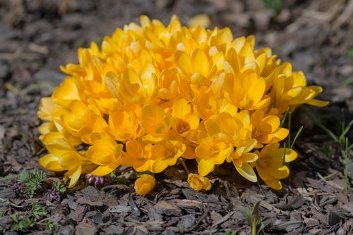 KROKUS cebulki WIOSENNY ŻÓŁTY ROMANCE do donic i gruntu 100 szt. +