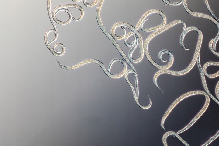 FELTI - Skuteczny preparat NA ZIEMIÓRKI MUSZKI WCIORNIASTKI - BIO