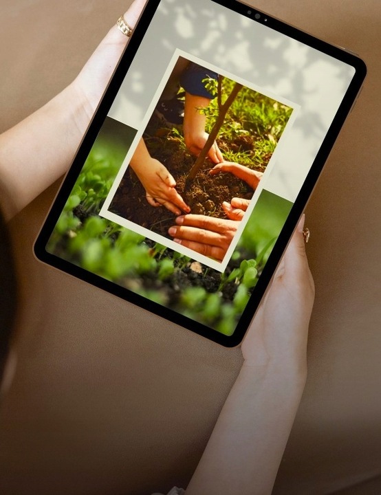 Jabłoń JONAGOLD odmiana ŁATWA W UPRAWIE o BARDZO DUŻYCH i smacznych