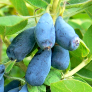 Jagoda Kamczacka Wojtek 5 letnia 7,5 litrowa