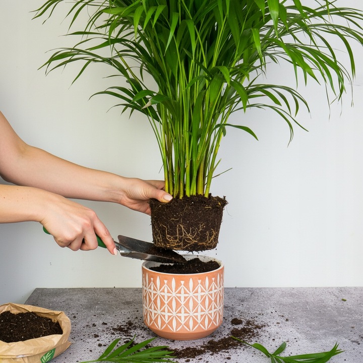 Areka palma Areca Dypsis czyści powietrze Wys. 70cm Zimoodporne