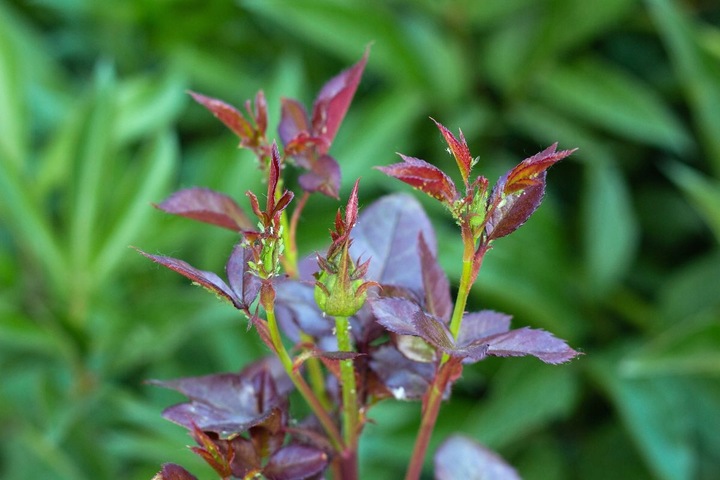 Polysect owadobójczy mszyca mączlik ziemiórka działa 21 dni 750ml