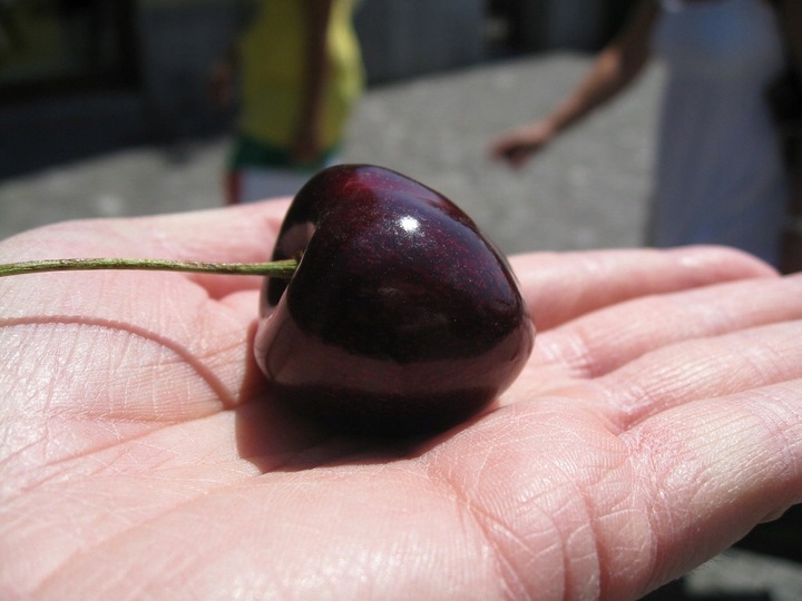 Czereśnia UKRAIŃSKA / GIGANTYCZNE OWOCE słodka i smaczna PIERWSZY