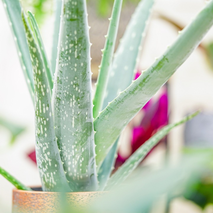 Aloe Vera NIEŚMIERTELNY ALOES Zwyczajny Domowa Lecznicza Roślina