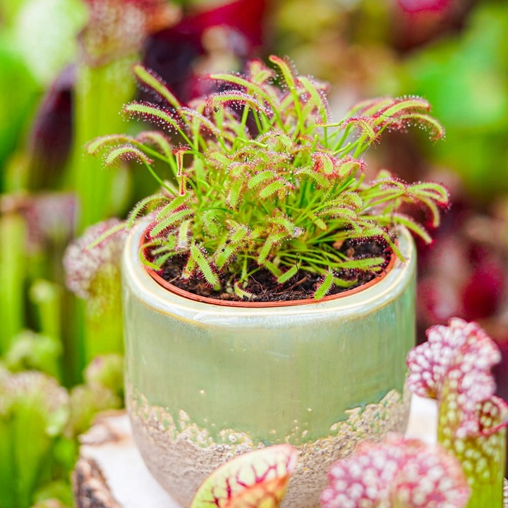 Drosera capensis ROSICZKA PRZYLĄDKOWA