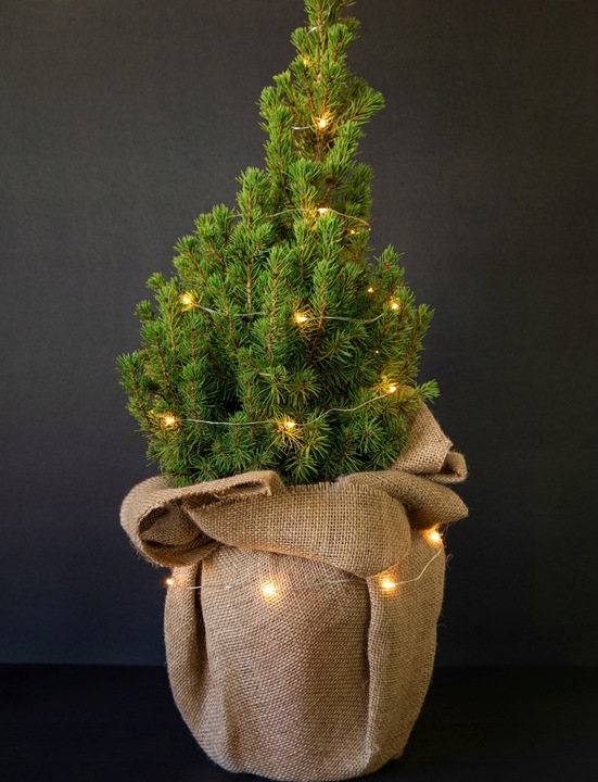 ŚWIERK CONICA ŁADNA CHOINECZKA DO DOMU I OGRODU CAŁOROCZNA SADZONKA W DONIC