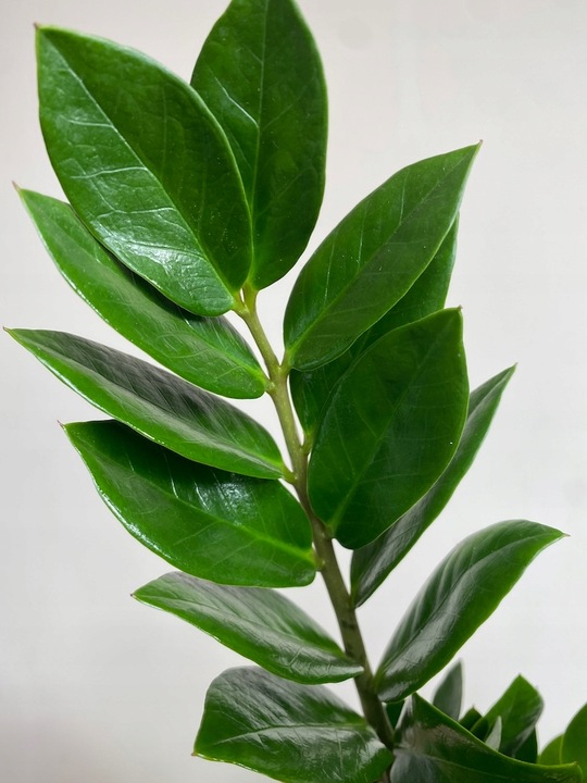 Zamiokulkas prosta w uprawie Zamikulkas 30cm