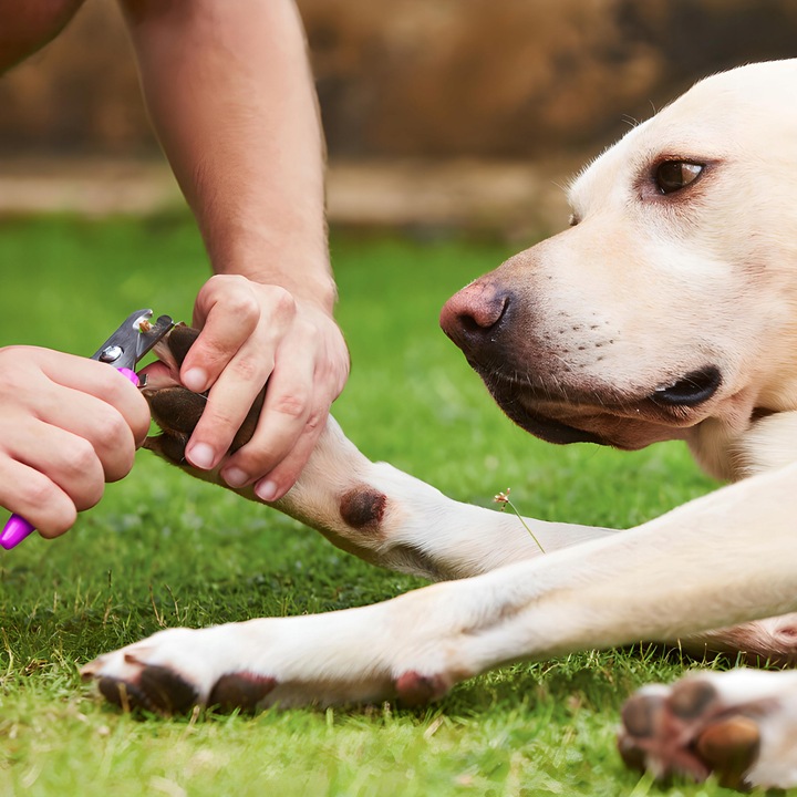 MASZYNKA DO STRZYŻENIA PSA ZWIERZĄT ZESTAW PSÓW BEZPRZEWODOWA CICHA LCD 9W
