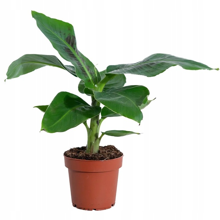 Musa acuminata Bananowiec - EGZOTYCZNY BANAN W DOMU - Duże Liście