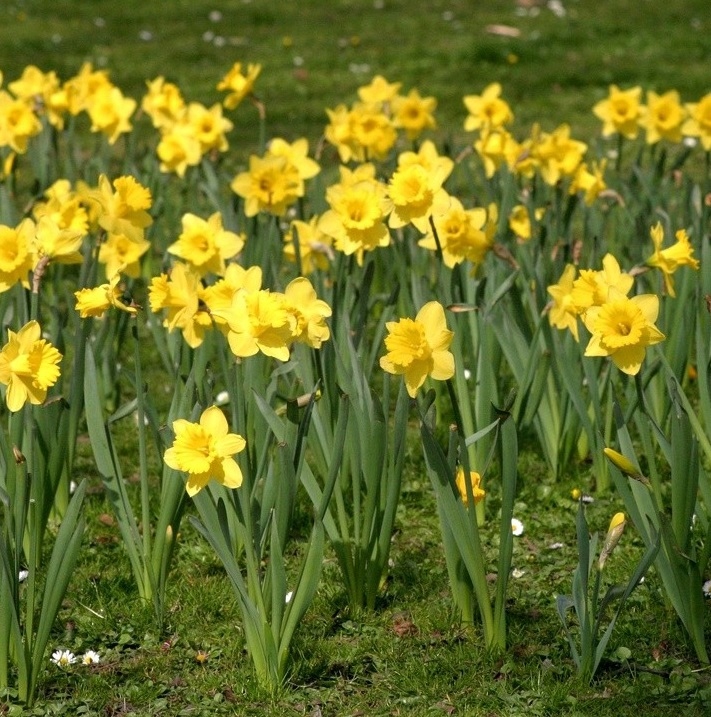 ZIEMIA UNIWERSALNA Do KWIATÓW warzyw OGRODOWA 65L Z NAWOZEM wysiew