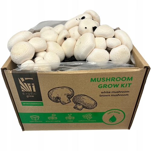 Grzybnia Pieczarki Zestaw do Uprawy 7kg Domowa Uprawa Instrukcja