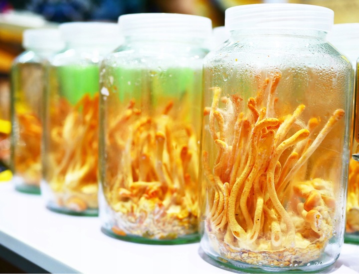 Lions mane soplówka jeżowata Chaga Cordyceps Reishi Grzyby mushroom proszek