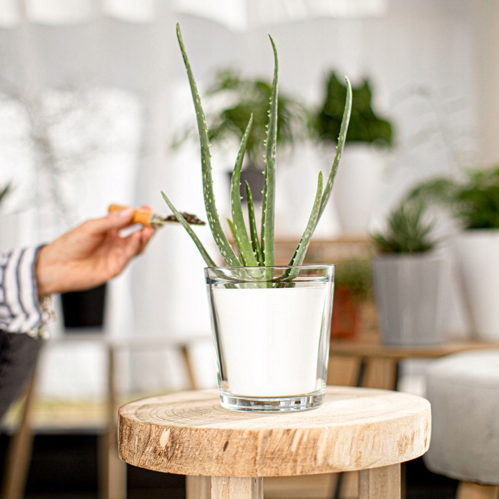 OSŁONKA SZKLANA Na STORCZYK Rośliny Doniczkę Przezroczysta H 13,5 cm